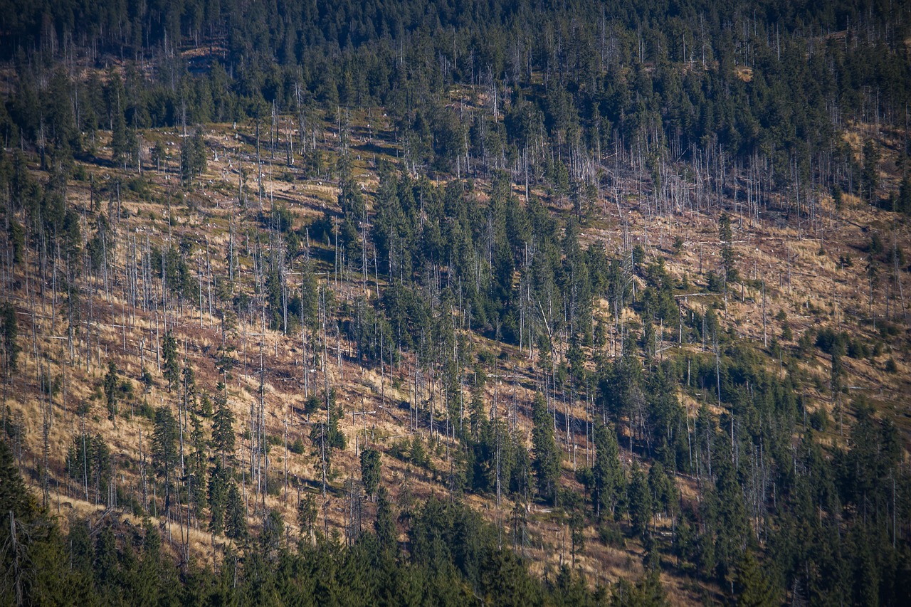 découvrez l'impact de la déforestation sur notre planète, ses causes principales, et les solutions pour préserver nos précieuses forêts. informez-vous sur les conséquences environnementales et les efforts de reforestation qui peuvent aider à restaurer notre écosystème.