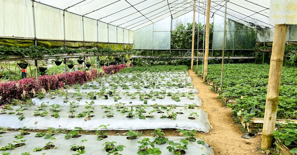 découvrez des stratégies essentielles pour la préservation écologique afin de protéger notre planète pour les générations futures. apprenez comment des actions simples peuvent contribuer à la sauvegarde de la biodiversité et des ressources naturelles.