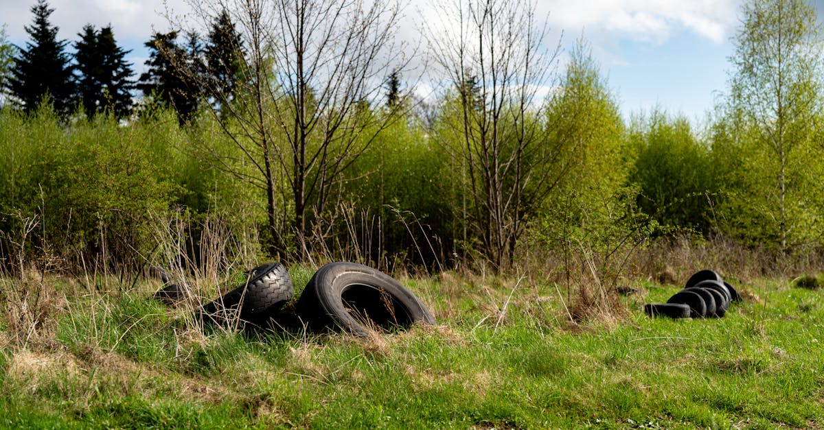 découvrez l'importance de la sensibilisation environnementale et apprenez comment chaque individu peut contribuer à la protection de notre planète. explorez des conseils pratiques, des ressources et des actions à entreprendre pour promouvoir un avenir durable.