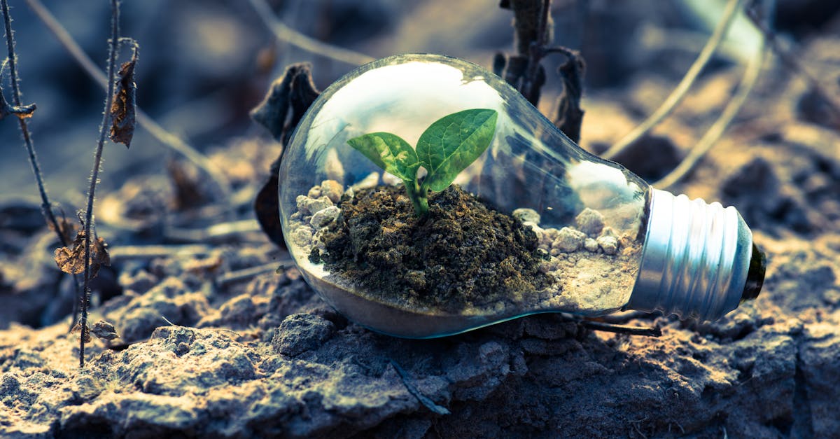 découvrez l'importance de la sensibilisation environnementale et comment chacun peut contribuer à la protection de notre planète. nous explorons des actions simples et efficaces pour préserver notre écosystème, réduire les déchets et promouvoir un mode de vie durable.