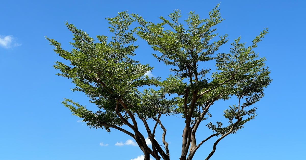 découvrez comment les politiques environnementales façonnent un avenir durable. explorez les initiatives, les réglementations et les actions visant à protéger notre planète et à promouvoir une coexistence harmonieuse entre l'homme et la nature.