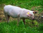 L’écologie implique aussi de s’éloigner des zones urbaines