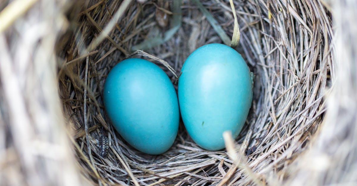 découvrez l'importance de la protection des environnements naturels, des mesures à adopter pour préserver la biodiversité et des initiatives pour un avenir durable. engagez-vous pour la sauvegarde de notre planète et apprenez comment chacun peut contribuer à la conservation de notre écosystème.