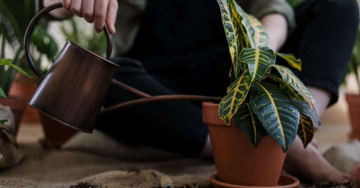 découvrez comment adopter un mode de vie durable grâce à des conseils pratiques, des astuces écologiques et des alternatives responsables pour diminuer votre empreinte carbone et préserver notre planète pour les générations futures.