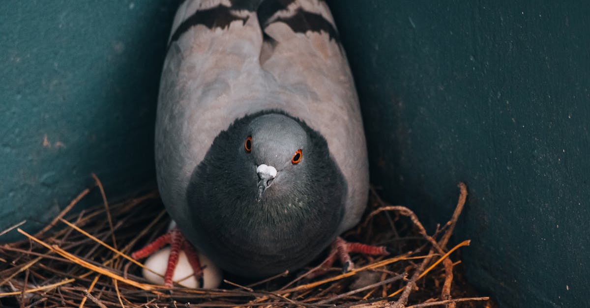 découvrez l'écosystème urbain, un réseau complexe qui relie flore, faune et infrastructures humaines. explorez comment les villes s'adaptent et évoluent pour favoriser la biodiversité et améliorer la qualité de vie de leurs habitants.