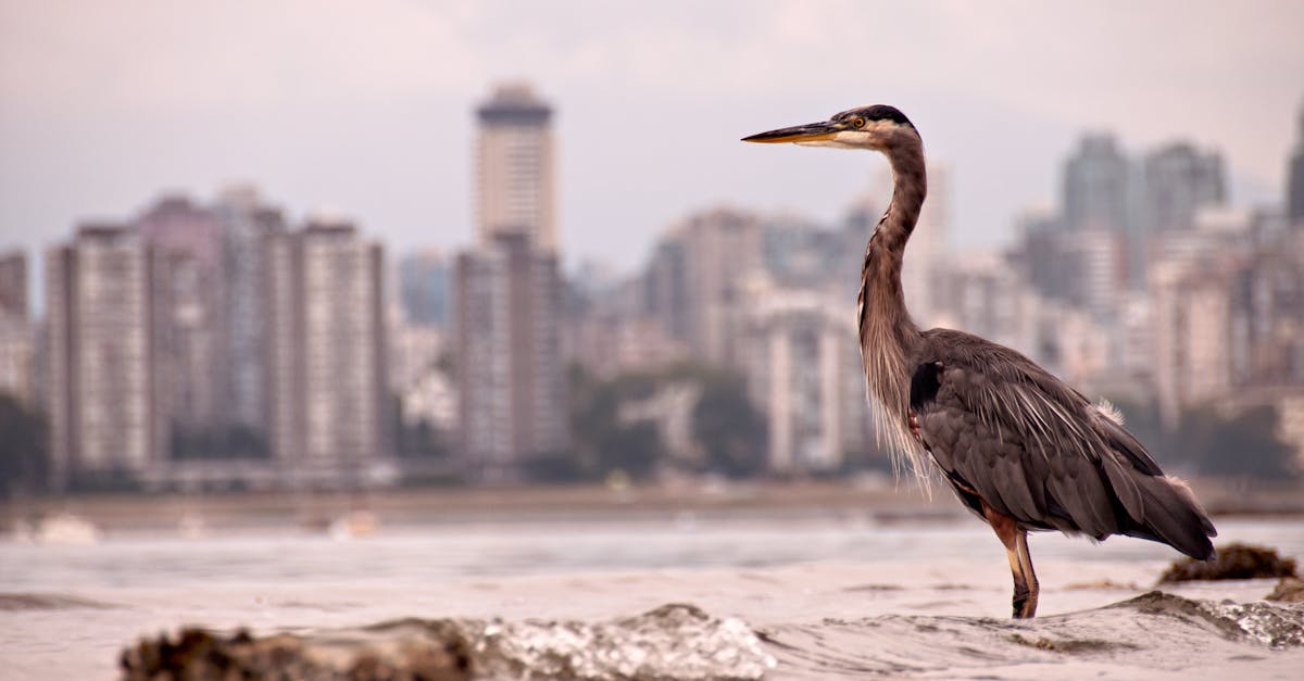 découvrez comment les écosystèmes urbains interagissent, favorisent la biodiversité et contribuent à la qualité de vie en ville. plongez dans l'étude des habitats naturels en milieu urbain et des solutions durables pour un avenir meilleur.