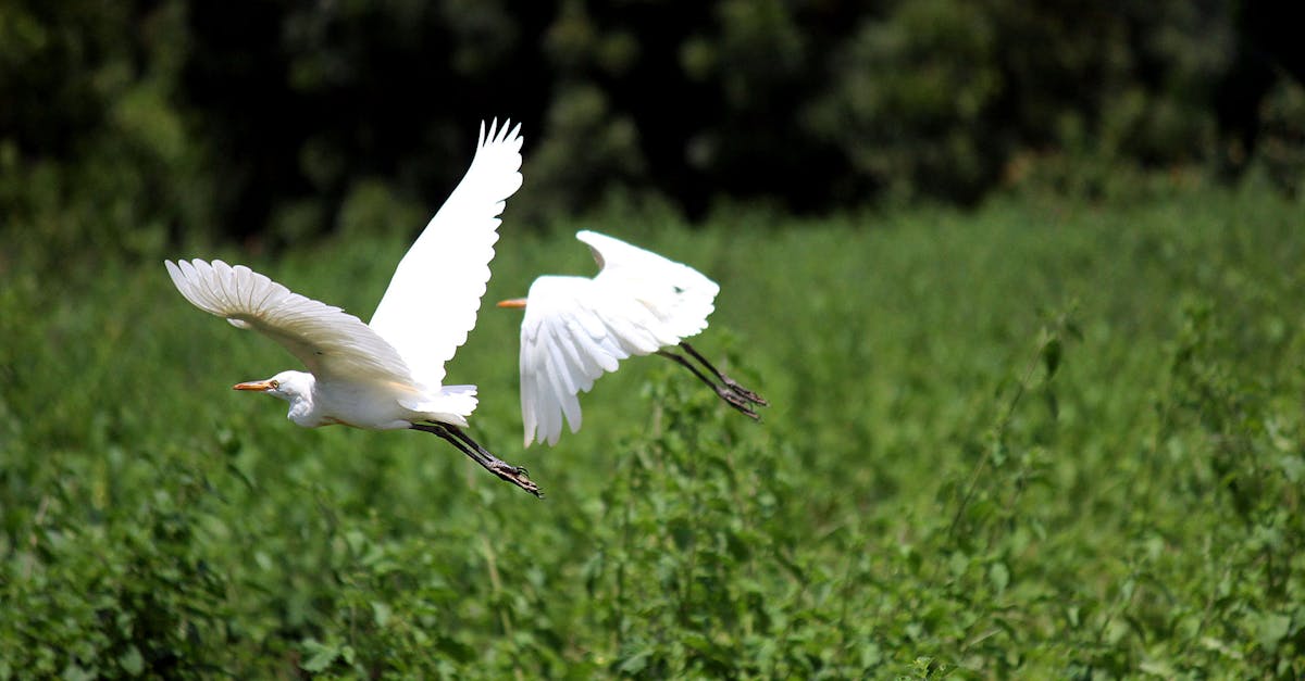 découvrez l'importance des zones humides, véritables trésors de biodiversité. explorez leur rôle dans la régulation de l'eau, la protection de l'environnement et leur impact sur le climat. apprenez comment préserver ces écosystèmes essentiels pour notre planète.