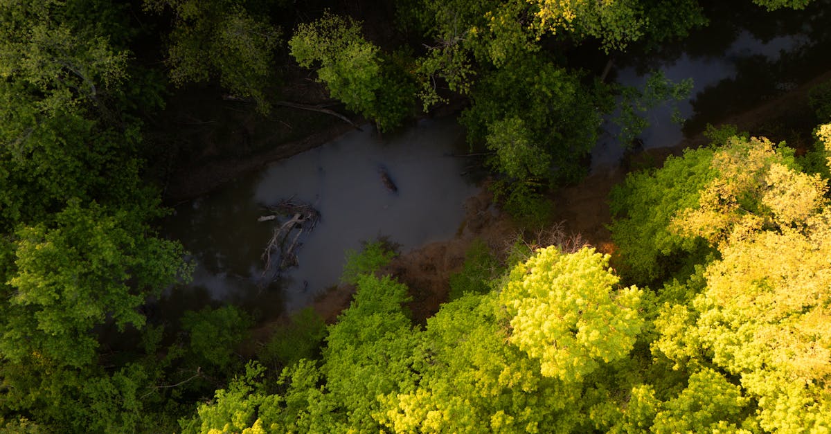 découvrez l'importance et la biodiversité des zones humides, des écosystèmes essentiels qui jouent un rôle crucial dans la régulation de l'eau, la protection de la faune et la lutte contre le changement climatique.