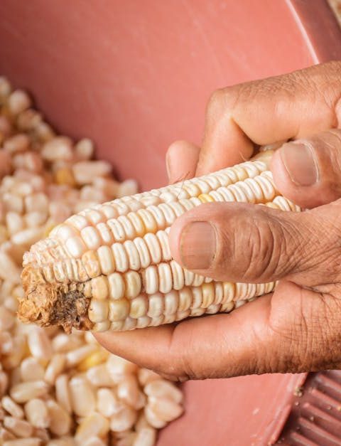 découvrez les pratiques de l'agriculture durable qui préservent l'environnement tout en garantissant une production alimentaire responsable. apprenez comment l'agriculture durable contribue à la biodiversité, à la santé des sols et au bien-être des communautés.