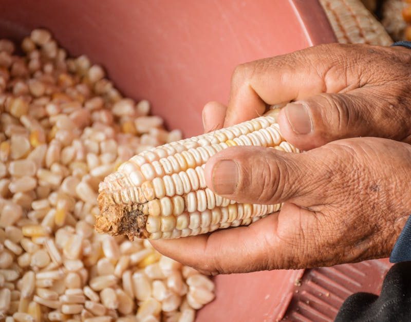 découvrez les pratiques de l'agriculture durable qui préservent l'environnement tout en garantissant une production alimentaire responsable. apprenez comment l'agriculture durable contribue à la biodiversité, à la santé des sols et au bien-être des communautés.