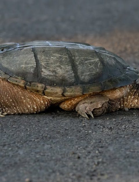 découvrez l'importance de la biodiversité à travers le monde. explorez les écosystèmes, la variété des espèces et les enjeux de conservation qui préservent notre planète pour les générations futures.