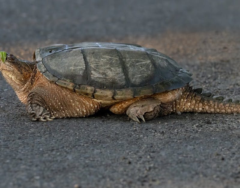 découvrez l'importance de la biodiversité à travers le monde. explorez les écosystèmes, la variété des espèces et les enjeux de conservation qui préservent notre planète pour les générations futures.