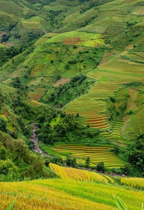 découvrez les bienfaits de l'agriculture urbaine avec notre guide complet sur les fermes urbaines. apprenez à cultiver des plantes et des légumes en milieu urbain, tout en contribuant à un environnement durable et en favorisant la biodiversité.