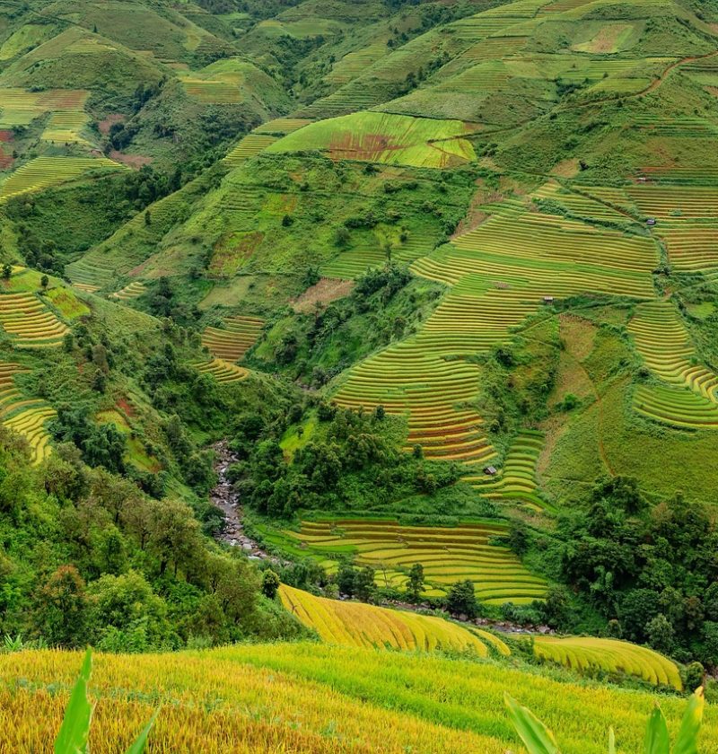 découvrez les bienfaits de l'agriculture urbaine avec notre guide complet sur les fermes urbaines. apprenez à cultiver des plantes et des légumes en milieu urbain, tout en contribuant à un environnement durable et en favorisant la biodiversité.