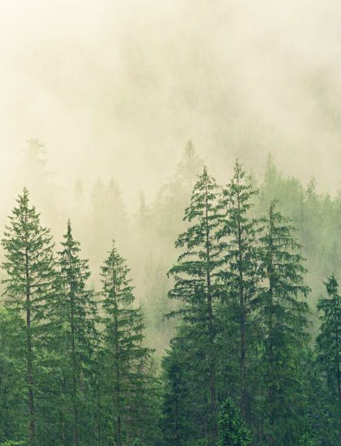 découvrez des réformes écologiques innovantes visant à promouvoir la durabilité environnementale et à lutter contre le changement climatique. explorez des stratégies pratiques et des initiatives visant à transformer nos modes de vie et à protéger notre planète pour les générations futures.