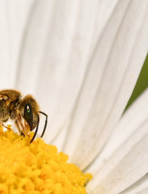 découvrez l'importance de la biodiversité, un véritable trésor de la nature qui soutient l'équilibre des écosystèmes et le bien-être de l'humanité. explorez les menaces qui pèsent sur la diversité biologique et apprenez comment chacun peut contribuer à sa préservation.