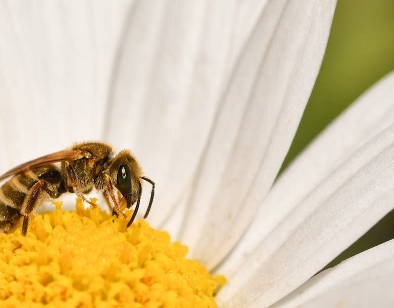 découvrez l'importance de la biodiversité, un véritable trésor de la nature qui soutient l'équilibre des écosystèmes et le bien-être de l'humanité. explorez les menaces qui pèsent sur la diversité biologique et apprenez comment chacun peut contribuer à sa préservation.