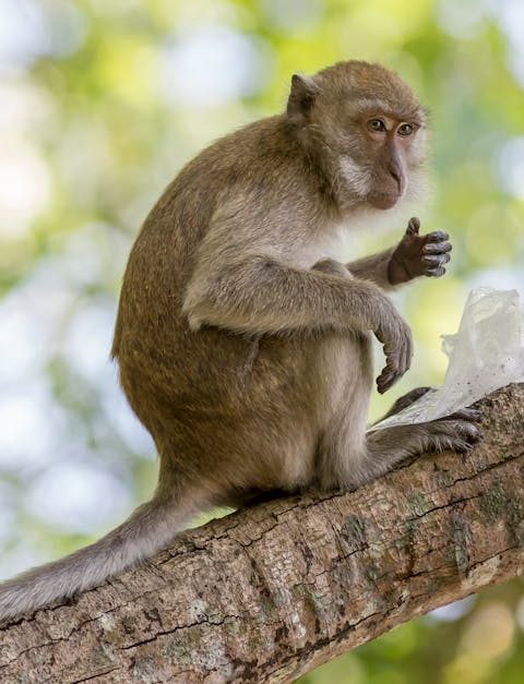découvrez comment maintenir un équilibre écologique durable grâce à des pratiques respectueuses de l'environnement. explorez les enjeux et les solutions pour préserver notre planète tout en soutenant la biodiversité.