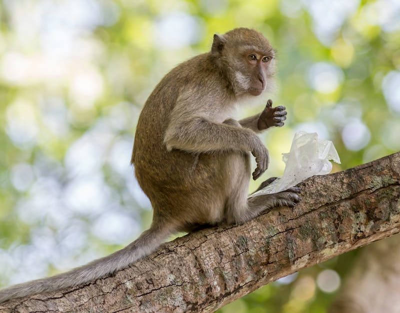 découvrez comment maintenir un équilibre écologique durable grâce à des pratiques respectueuses de l'environnement. explorez les enjeux et les solutions pour préserver notre planète tout en soutenant la biodiversité.