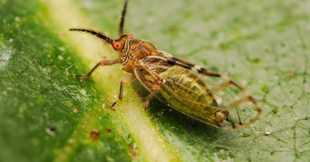 découvrez la richesse et la diversité de la biodiversité, clé de voûte de notre écosystème. apprenez comment chaque espèce, des plus petites aux plus grandes, contribue à l'équilibre de notre planète et explorez les enjeux de sa préservation.