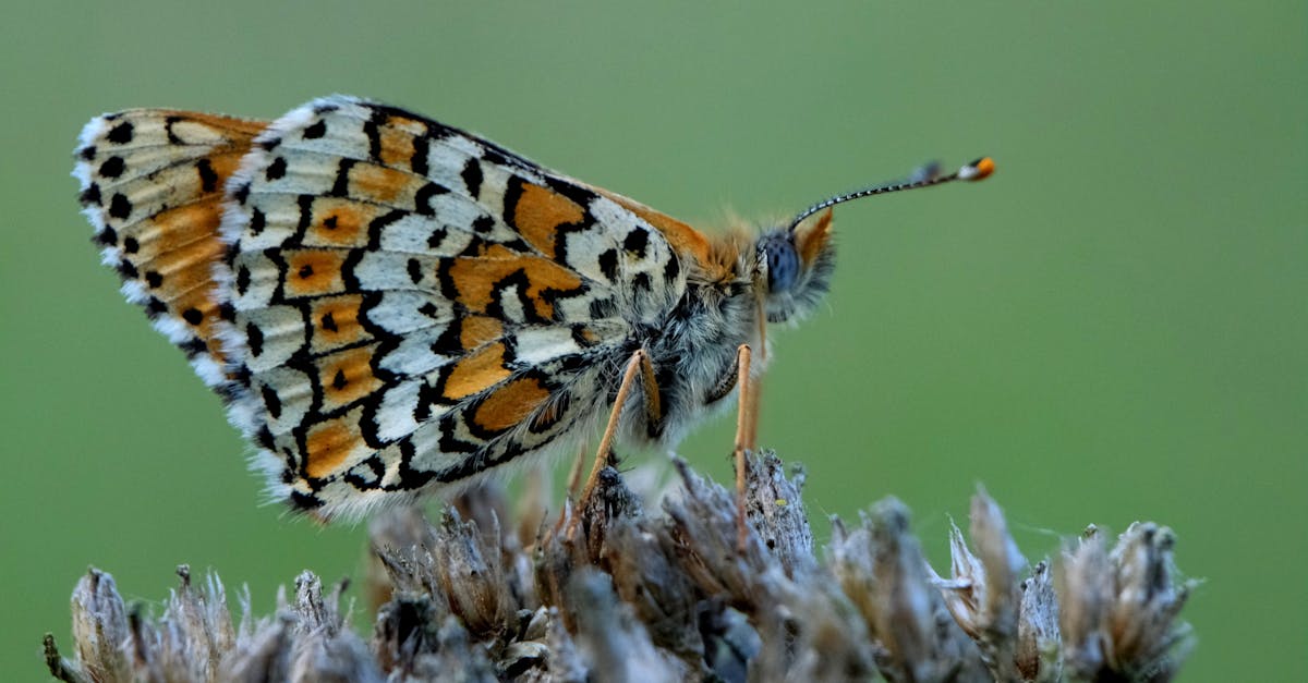 découvrez l'importance de la biodiversité pour notre planète. explorez les écosystèmes, les espèces menacées et les initiatives de conservation qui préservent la richesse de la vie sur terre.