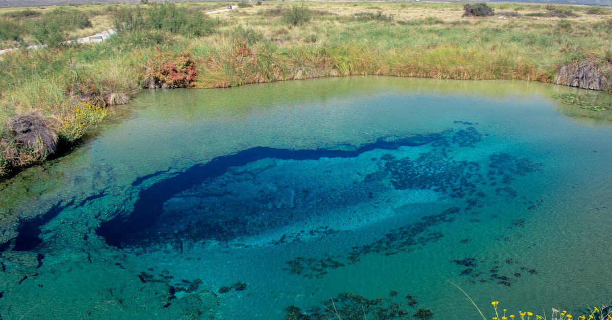 découvrez la richesse de la biodiversité, son importance pour notre planète et les actions à entreprendre pour la préserver. plongez au cœur des écosystèmes et apprenez comment chaque espèce joue un rôle crucial dans l'équilibre de la nature.