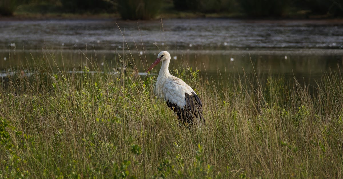 découvrez l'importance de la biodiversité pour notre planète, son rôle crucial dans les écosystèmes, et les actions que nous pouvons entreprendre pour la préserver. explorez les diverses espèces et habitats qui enrichissent notre environnement.