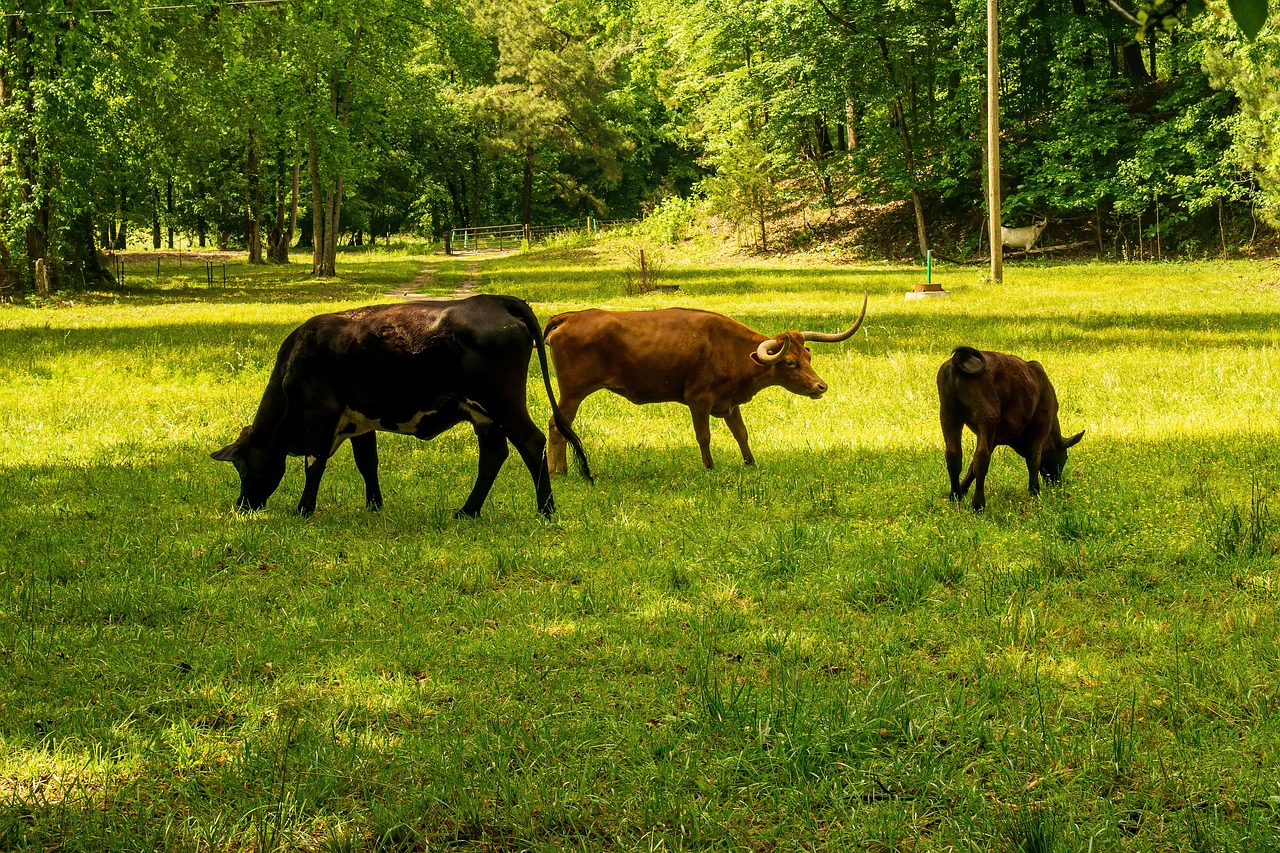 découvrez l'impact de votre empreinte carbone sur l'environnement. apprenez des stratégies pour réduire votre consommation d'énergie et adopter un mode de vie plus durable. ensemble, faisons la différence pour notre planète.