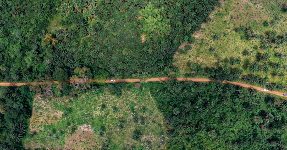 découvrez l'importance de l'équilibre écologique pour la préservation de notre planète. apprenez comment chaque élément de l'écosystème interagit et soutient la vie, et explorez des solutions pour maintenir cet équilibre essentiel face aux défis environnementaux contemporains.
