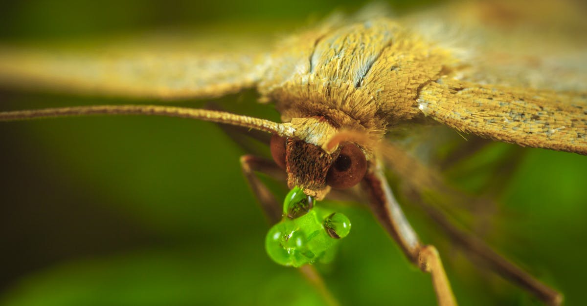 découvrez l'importance de l'équilibre écologique pour la préservation de notre planète. apprenez comment chaque action contribue à maintenir une harmonie entre les écosystèmes et favoriser un avenir durable.