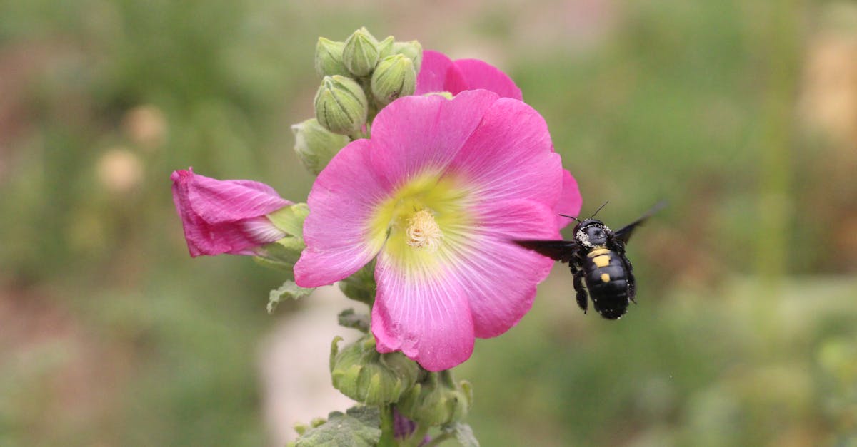 découvrez l'importance de l'équilibre écologique pour la préservation de notre planète. apprenez comment les interactions entre les organismes et leur environnement soutiennent la biodiversité et la durabilité.