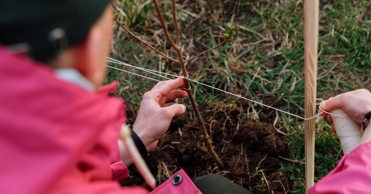 découvrez l'engagement croissant des activistes environnementaux qui œuvrent pour la protection de notre planète. apprenez comment vous pouvez contribuer à un avenir durable en participant à des initiatives locales et en soutenant des causes écologiques.