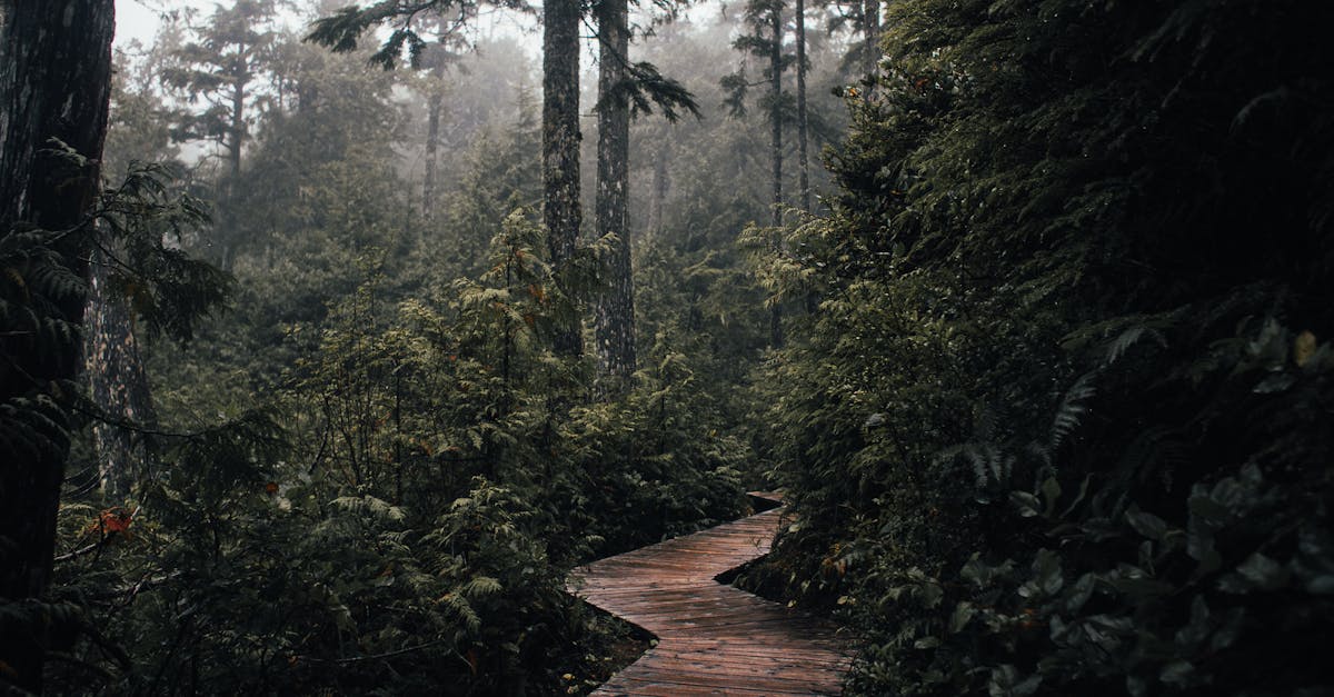 découvrez les voies fascinantes des plantes : un voyage à travers les différents chemins que les plantes empruntent pour croître et s'épanouir. apprenez comment les racines, les tiges et les feuilles interagissent pour assurer la survie et la reproduction des espèces végétales.