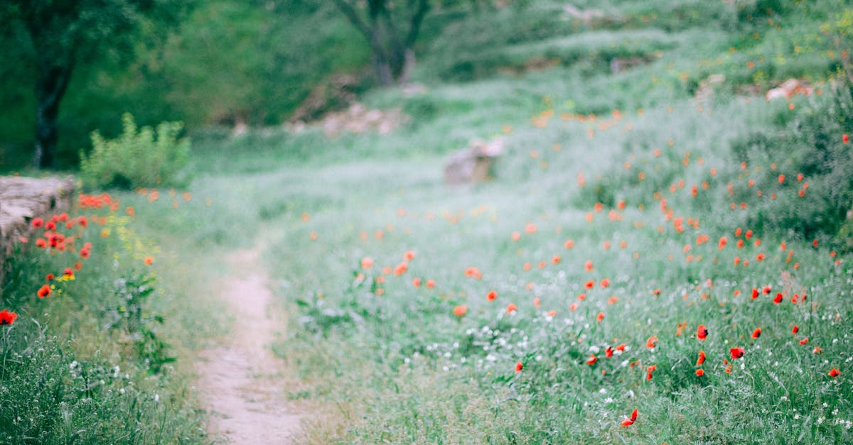 découvrez les chemins fascinants des plantes : explorez leur croissance, leur adaptation et leur rôle essentiel dans l'écosystème. apprenez comment ces voies naturelles influencent la biodiversité et promeut une agriculture durable.