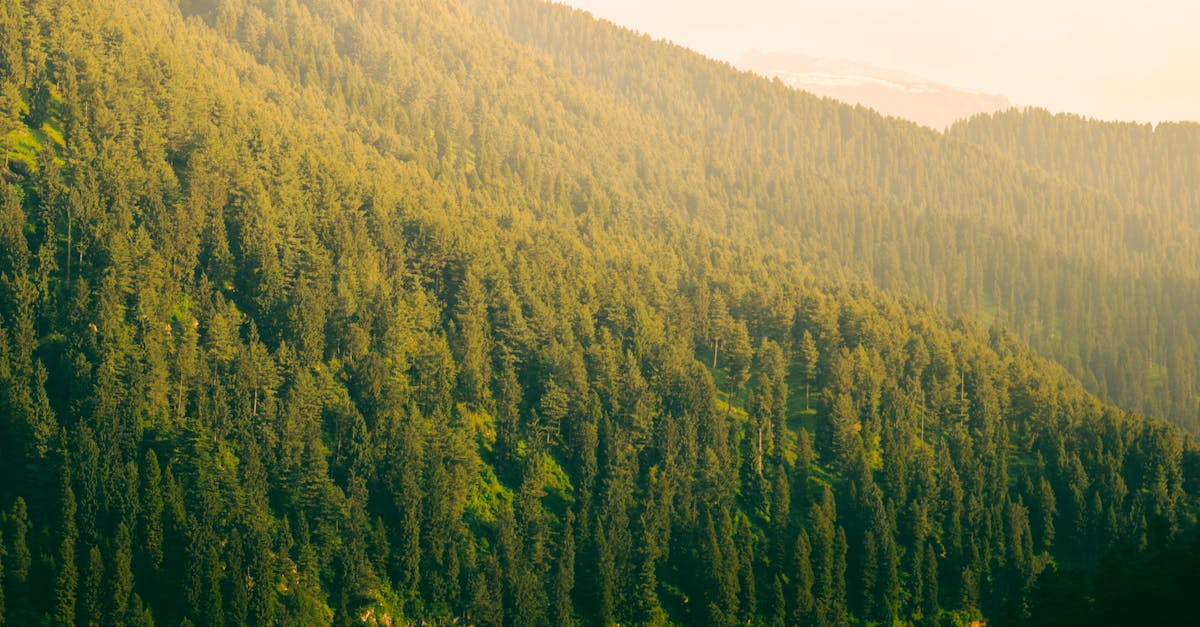 découvrez comment l'écologie politique examine les interactions entre les systèmes politiques et environnementaux, mettant en lumière les enjeux de justice sociale, de durabilité et de pouvoir à l'ère du changement climatique.