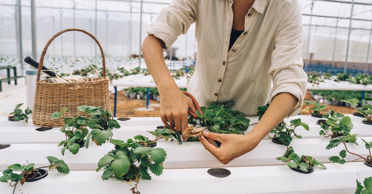découvrez l'agriculture durable : une approche innovante qui préserve l'environnement tout en garantissant une production alimentaire responsable et de qualité. engagez-vous pour un avenir agricole plus vert et respectueux des ressources naturelles.