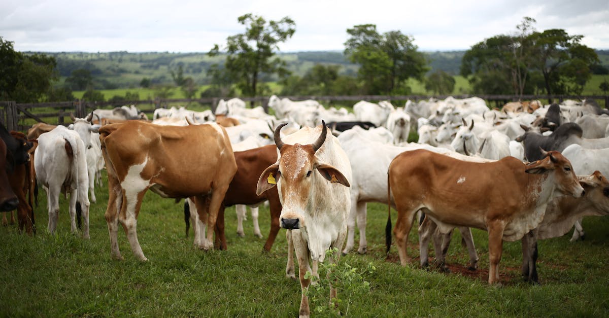 découvrez les pratiques d'agriculture durable qui préservent l'environnement tout en garantissant une production alimentaire de qualité. adoptez des méthodes respectueuses des ressources naturelles pour un avenir agricole durable.