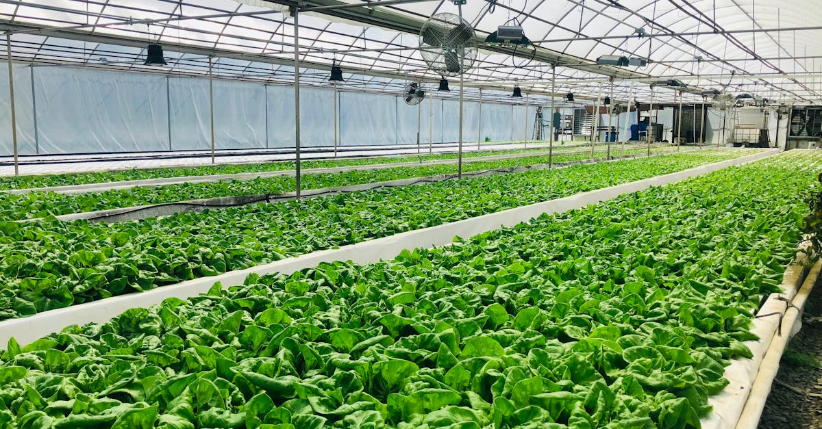 découvrez comment les communautés durables transforment nos modes de vie en intégrant des pratiques respectueuses de l'environnement, favorisant l'économie locale et renforçant le lien social. explorez les initiatives innovantes qui construisent un avenir durable pour tous.