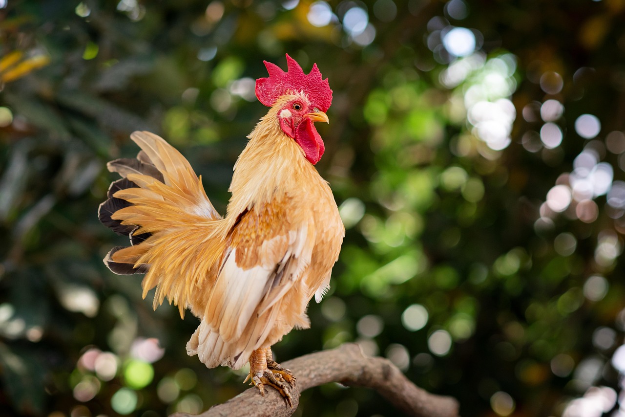 découvrez l'univers fascinant de l'agriculture urbaine avec notre guide complet sur les fermes urbaines. apprenez comment cultiver des fruits et légumes en milieu citadin, tout en contribuant à la durabilité environnementale et en renforçant les liens communautaires. transformez votre espace urbain en un oasis verdoyant grâce à nos conseils pratiques et inspirants.
