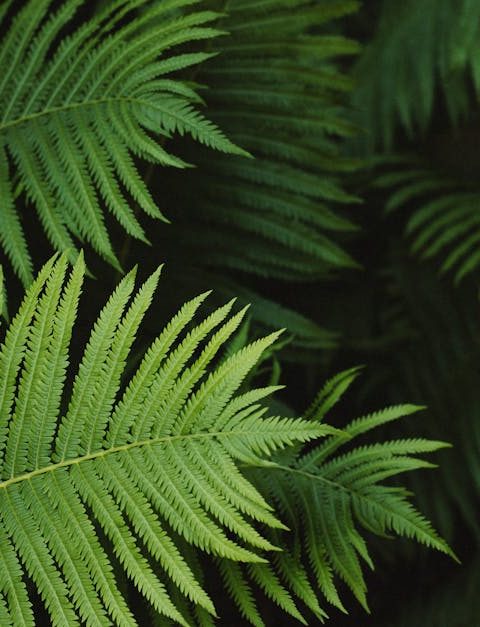 découvrez les principes de la croissance verte, une approche durable qui allie développement économique et protection de l'environnement. explorez les solutions innovantes pour réduire l'impact écologique tout en favorisant la prospérité et le bien-être social.