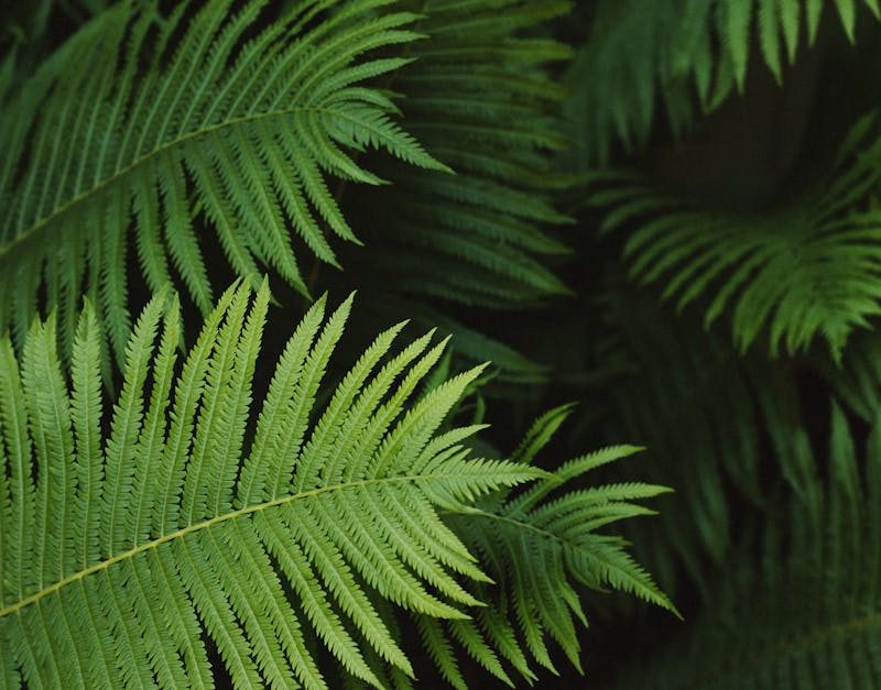 découvrez les principes de la croissance verte, une approche durable qui allie développement économique et protection de l'environnement. explorez les solutions innovantes pour réduire l'impact écologique tout en favorisant la prospérité et le bien-être social.