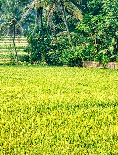 découvrez les pratiques d'agriculture durable qui préservent l'environnement tout en maximisant la production alimentaire. apprenez comment l'agriculture responsable contribue à un avenir plus vert et à la biodiversité.