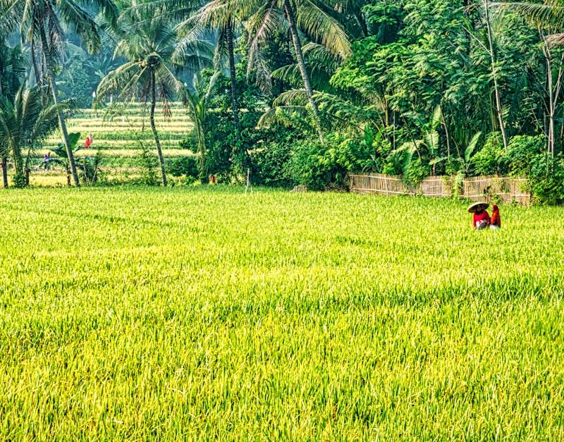 découvrez les pratiques d'agriculture durable qui préservent l'environnement tout en maximisant la production alimentaire. apprenez comment l'agriculture responsable contribue à un avenir plus vert et à la biodiversité.