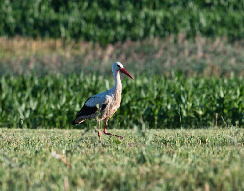 découvrez l'importance de la biodiversité pour notre planète, la préservation des écosystèmes et la protection des espèces. explorez comment la diversité biologique soutient la vie sur terre et les enjeux actuels de sa conservation.