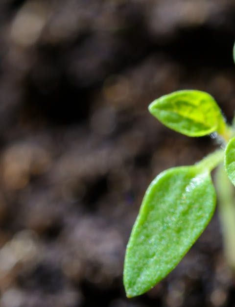 découvrez comment une adoption durable peut transformer des vies tout en préservant notre planète. explorez les pratiques et les valeurs qui favorisent une parentalité respectueuse de l'environnement et le bien-être des enfants.