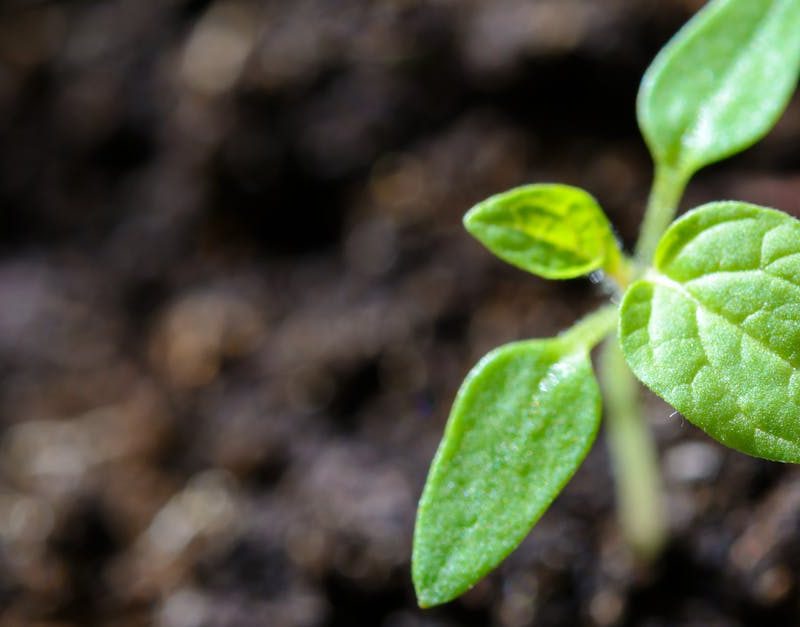 découvrez comment une adoption durable peut transformer des vies tout en préservant notre planète. explorez les pratiques et les valeurs qui favorisent une parentalité respectueuse de l'environnement et le bien-être des enfants.