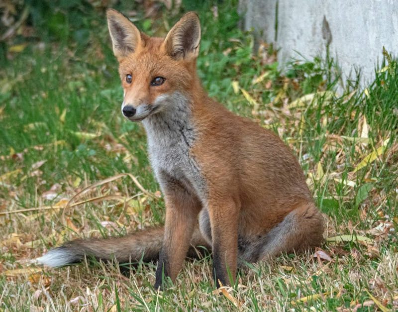 découvrez les servitudes environnementales : un outil essentiel pour la protection des ressources naturelles et la préservation des écosystèmes. apprenez comment elles contribuent à la durabilité et à la conservation des terres tout en offrant des avantages fiscaux aux propriétaires.