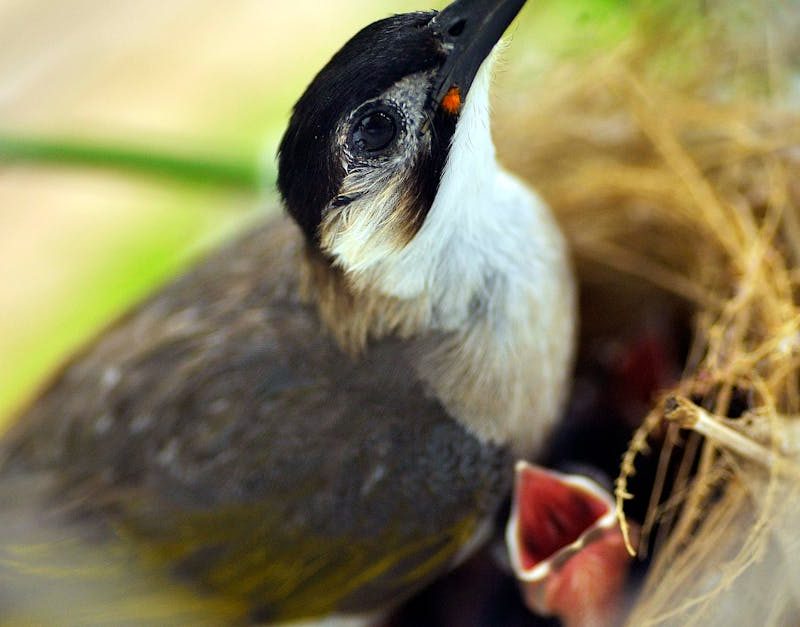 découvrez l'importance des zones de protection écologique, espaces essentiels pour la préservation de la biodiversité et la promotion d'un environnement sain. informez-vous sur les initiatives et actions pour protéger ces zones vitales.