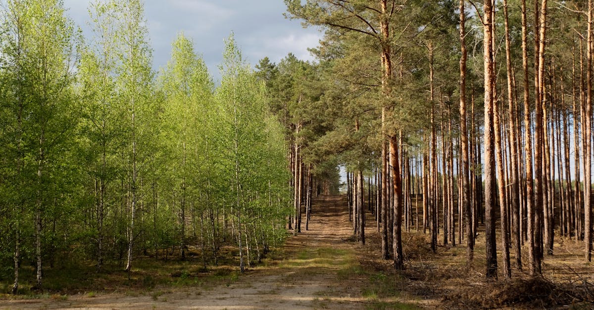 découvrez les enjeux et les opportunités de la croissance verte, une approche durable qui conjugue développement économique et respect de l'environnement. explorez comment les entreprises et les gouvernements adoptent des solutions innovantes pour promouvoir une économie responsable et durable.