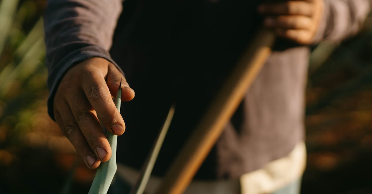 découvrez l'écologie humaine, une discipline qui explore les interactions entre les individus et leur environnement. apprenez comment nos comportements, cultures et sociétés influencent la biodiversité et les écosystèmes. engagez-vous dans une réflexion sur l'impact humain et les solutions durables pour un avenir équilibré.